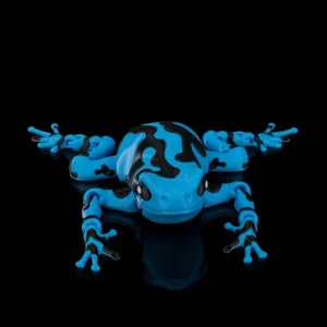 Darcy, the Poison Dart Frog